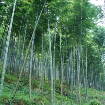 供應(yīng)毛竹種子苗 廣西楠竹苗