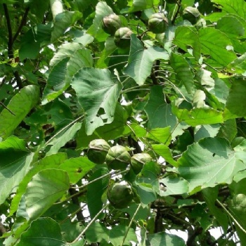 供應(yīng)千年桐種子種苗 玉林油桐苗