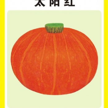 廣東金記紅板栗南瓜 太陽紅南瓜種子