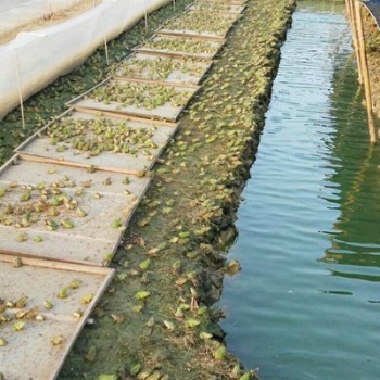 廠家定做 青蛙牛蛙養殖網 結實耐用 膜布光滑