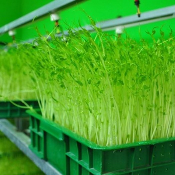 芽苗菜的市場前景怎樣