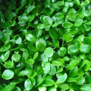 益康園芽苗菜的營養價值