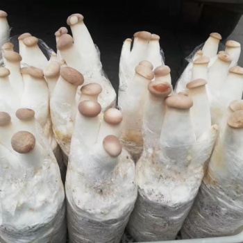 有機活體菌菇當天配送新潮吃法火遍全城