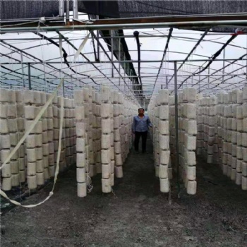 食用菌大棚 香菇大棚 蔬菜大棚 橢圓管大棚生產廠家