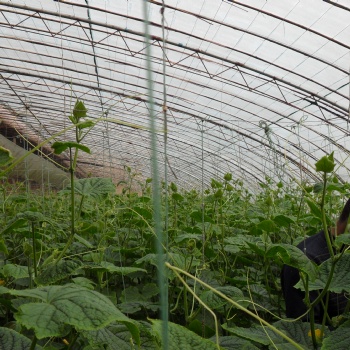 溫室大棚的作用（性能指標）