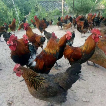 道真養殖黑紅羽香雞苗市場行情與價格 求購道真周邊香雞苗廠家電話