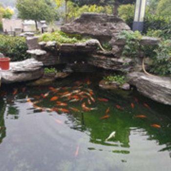 杭州錦鯉魚、錦鯉魚養護