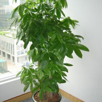 供應(yīng)東莞花卉租擺 發(fā)財(cái)樹 招財(cái)樹 萬年青 綠蘿 金錢兜