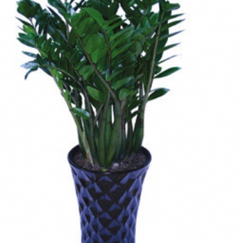 供應(yīng)金錢樹 東莞植物租賃 福祿桐 綠蘿 萬年青 金錢兜