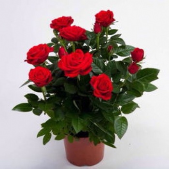 供應(yīng)玫瑰 月季 東莞綠植養(yǎng)護(hù) 薔薇花 紫金露 康乃馨 牽牛花