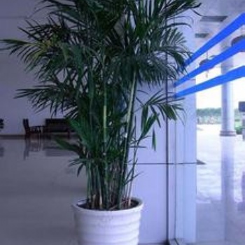 供應(yīng)夏威夷竹 東莞植物租擺 散尾葵 棕竹 鳳尾竹 富貴竹