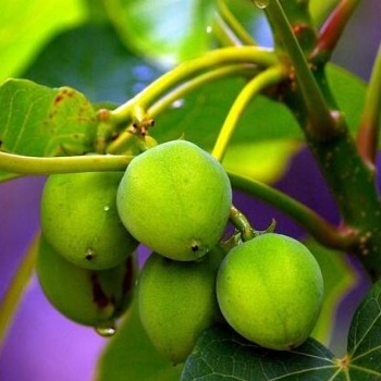 供應(yīng)油桐苗和桐油苗基地 廣西千年桐苗介紹