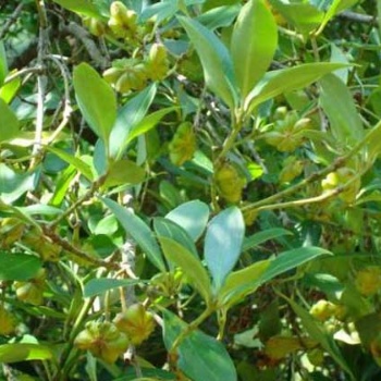 供應廣西嫁接八角苗與茴香苗種子農業園