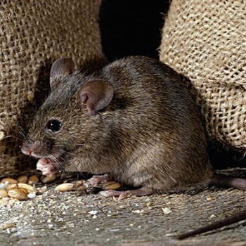 福州除老鼠福州除四害福州滅白蟻