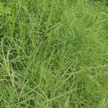 廣西南寧狗牙根種子護坡固土草籽耐踐踏免修剪草坪百慕大草種