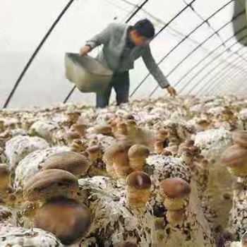 溫室大棚種植香菇的優勢