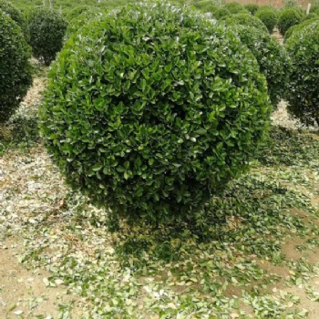 北京大葉黃楊球基地 北京大葉黃楊球批發(fā)商