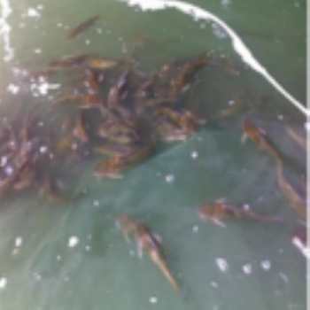 湖北漁添下農(nóng)業(yè)水產(chǎn)養(yǎng)殖有限公司