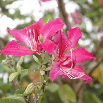 供應(yīng)廣西羊蹄甲和米老排和小葉欖仁園藝站