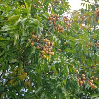 供應(yīng)廣西無患子樹苗和苦患子樹苗和苦楝樹苗價(jià)格表