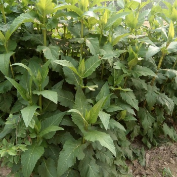 多年生牧草種子廠家 高產(chǎn)耐旱 可以收25年 華夏菊種子