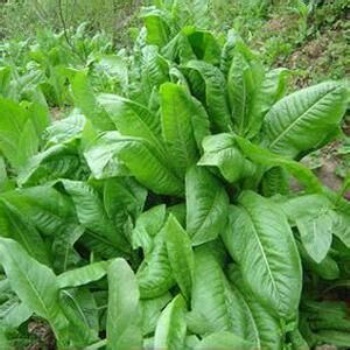 高蛋白食葉草種子廠家批發(fā)零售