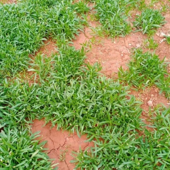 面條菜的營養(yǎng)價(jià)值 野菜種子 盆栽面條菜種子