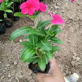 棗莊草花批發(fā)基地，孔雀草種植批發(fā)基地，棗莊歐石竹批發(fā)