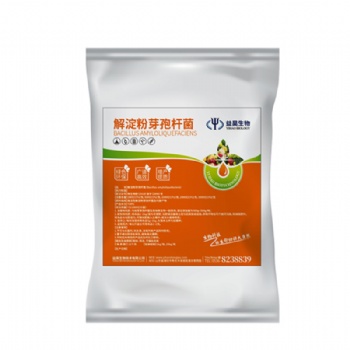 500億全水溶解淀粉芽孢桿菌 可滴灌 源頭廠家益昊生物期待您的垂詢