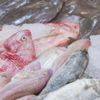 冷凍魚進口報關代理公司