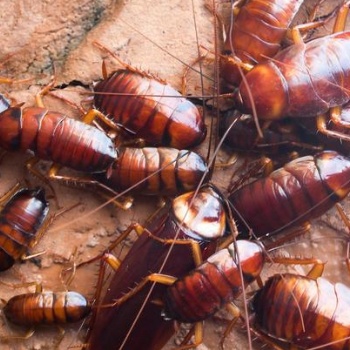 美洲大蠊養殖，你養殖我回收，養殖美洲大蠊賺錢又輕松